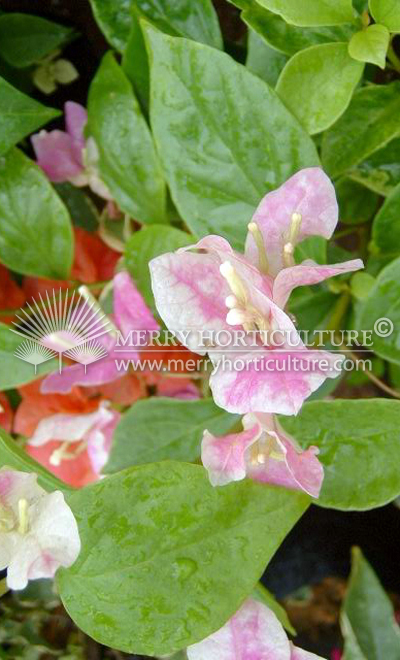 Bougainvillea apple blossom